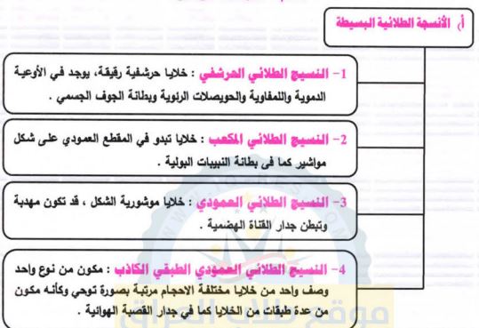 الأنسجة الطلائية البسيطة